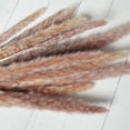 thumbnail image 4 of Hierba de la pampa seca, 60 piezas, tallos naturales de hierba de la pampa, flores secas esponjosas para jarrones, decoración del hogar y accesorios de fotos., 4 of 8