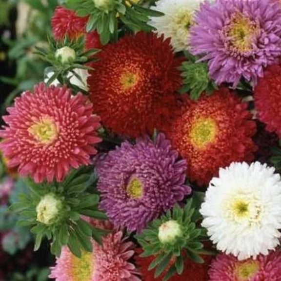 Powder Puff Mix China Aster Flower Seeds, 50 Count, Colorful Annual Garden Blooms