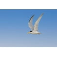 thumbnail image 2 of Jones, Adam 32x23 White Modern Wood Framed Museum Art Print Titled - Least Tern flying-South Padre Island-Texas, 2 of 4