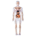 thumbnail image 1 of Transparent Human Body Torso Model with Removable Organs - 29 Piece 3D Anatomy Learning Kit with Skeleton Structure and Instructions, 1 of 9