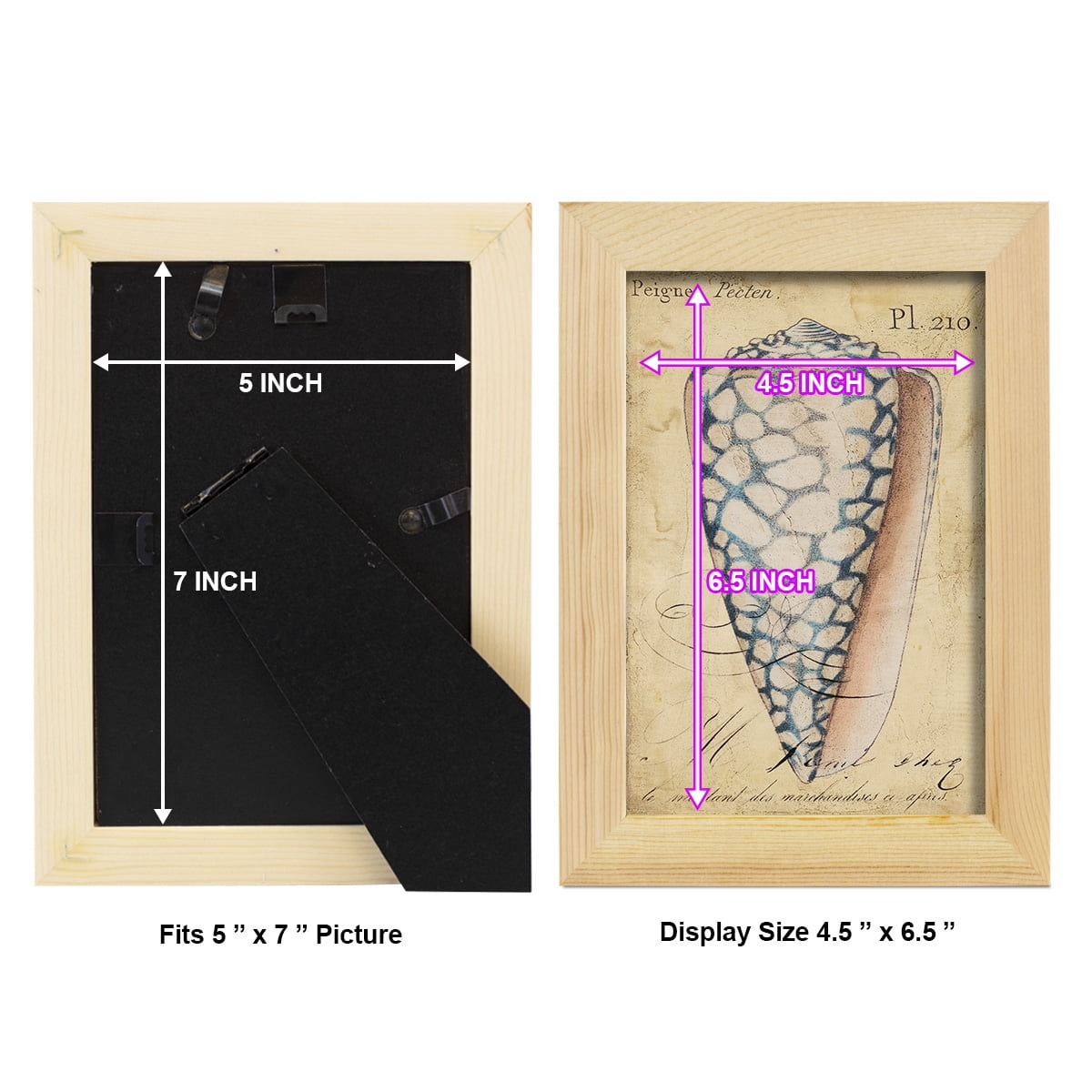Seashell Ephemera IV - Framed Print w/glass - Natural Wood