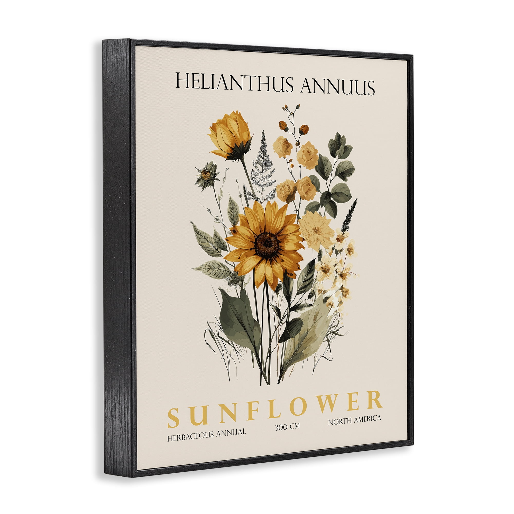 Stupell Industries Natural Sunflower Bundle Black Framed Giclee Art, design by Christopher Giampietro