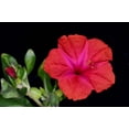 thumbnail image 5 of 25 RED FOUR O'CLOCK Marvel of Peru Mirabilis Jalapa Flower Seeds, 5 of 6