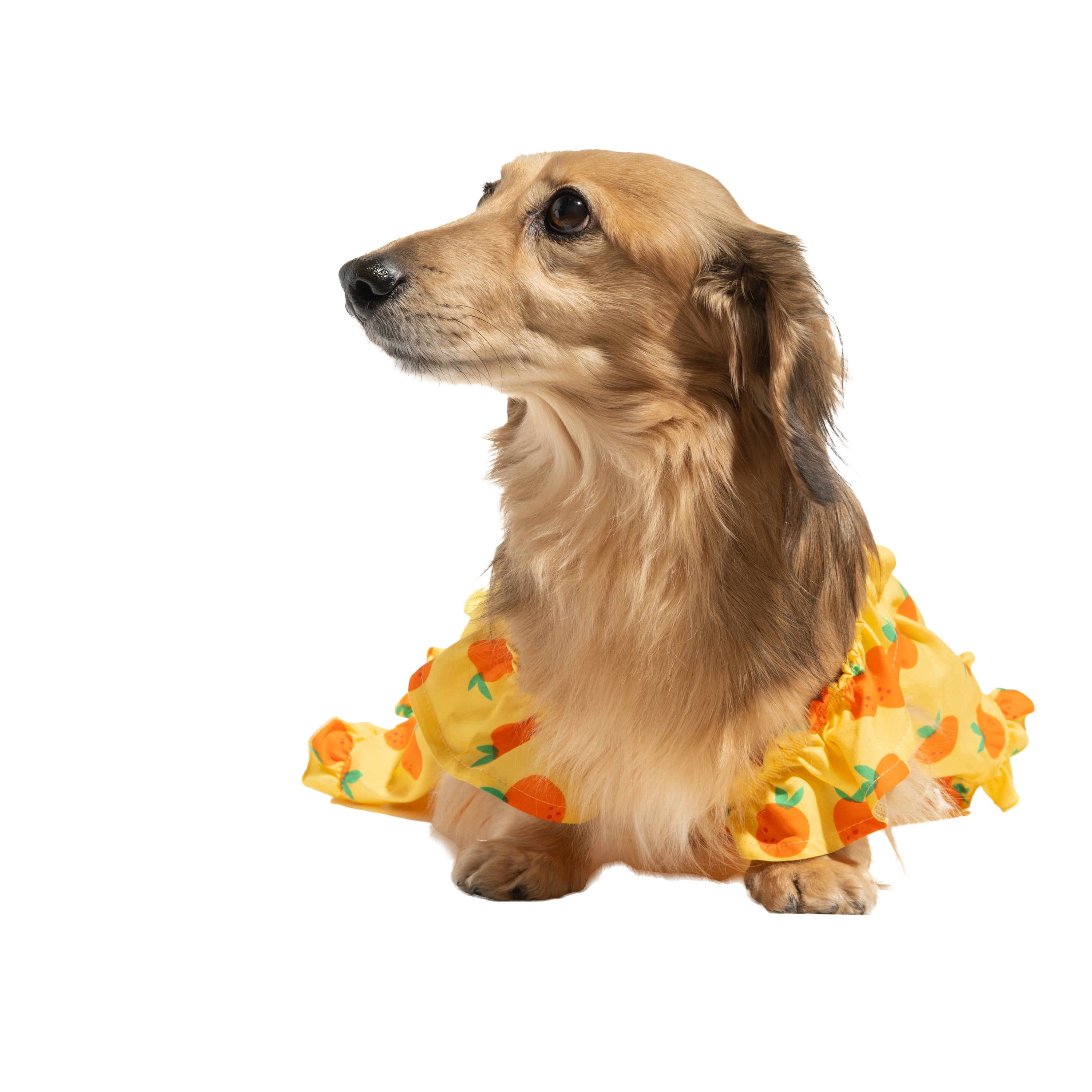 Oodles Sweet Citrus Ruffle Dog Dress, Yellow, Large