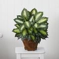 thumbnail image 2 of Triple Dieffenbachia Doré avec Vase en Bois, 2 of 5