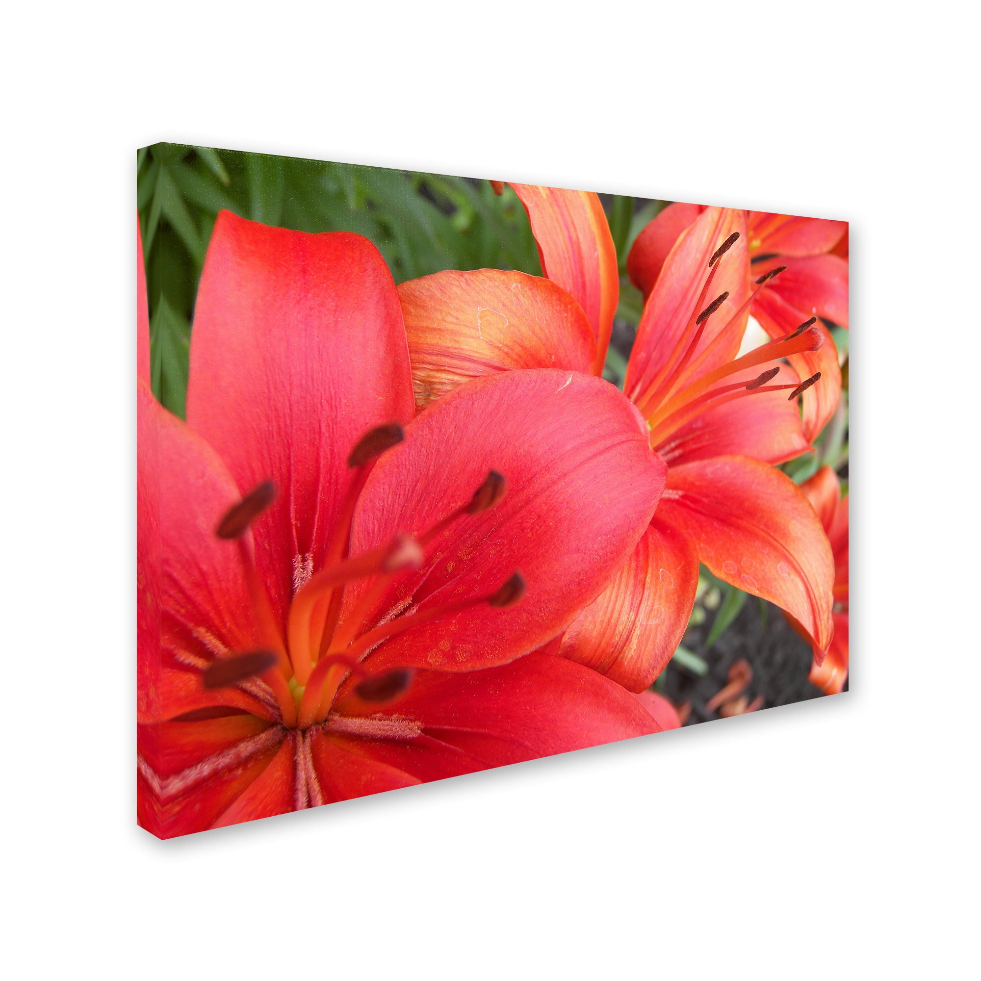 Trademark Fine Art "Lehua" Canvas Art by Monica Fleet