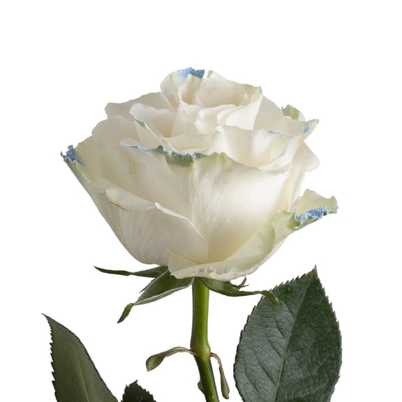 Painted Neige Claire Roses 50 cm - Fresh Cut - 125 Stems