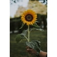 thumbnail image 4 of Dwarf Sunspot Sunflower Seeds/ Annual/ Full Sun/ 2K Seeds 1/4lb/ Zellajake Farm and Garden - B263, 4 of 6