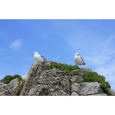 - Peel-n-Stick Poster of Bird Gulls Rock Poster 24x16 Adhesive Sticker Poster Print