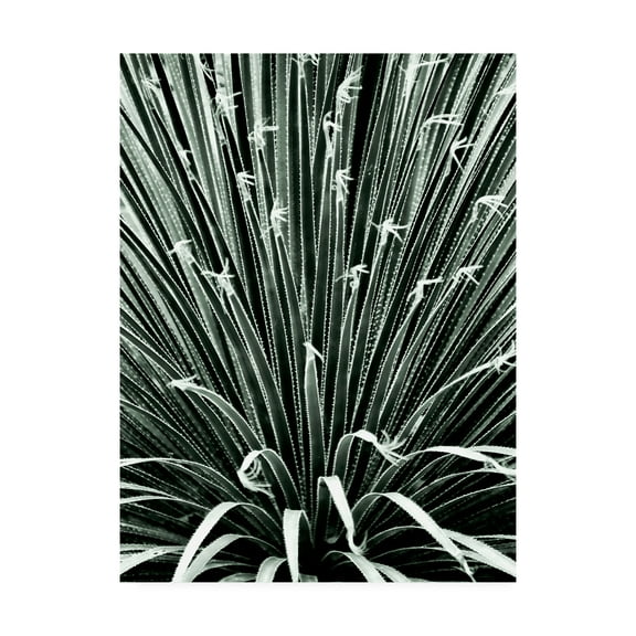 Trademark Fine Art 'Leaf V' Canvas Art by Incado