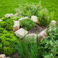 thumbnail image 5 of Pack 4 Mix Herb Live Plants, 4-8" Tall Fragrant Lemon Balm, Rosemary, Basil, Oregano and More Varieties Plants Herbs for Garden, Patio and Kitchen Growing, No Pot, Live Herbs Seedlings, 5 of 6