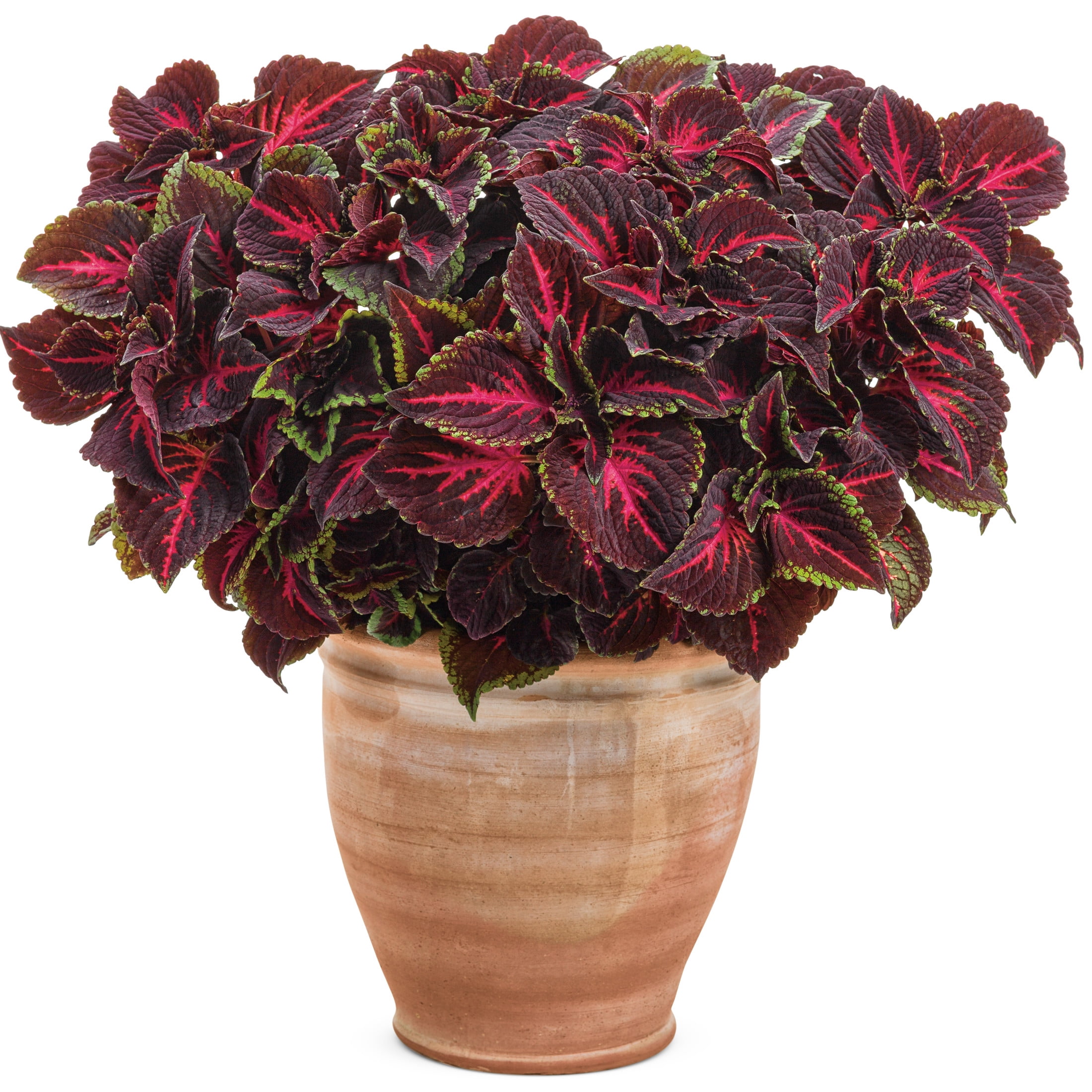 Proven Winners 4" ColorBlaze Torchlight Coleus Live Plant in 4.25" Pot (4 Count)
