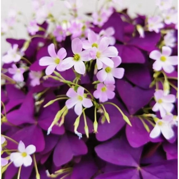 HIGHGW 20Pcs Purple Shamrocks Bulbs for Planting, Oxalis Triangularis Bulbs, Good Luck Flower Lucky Seeds Grows Indoor or Outdoor