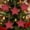 Red-Free Size, variant on ZHMRFG Star Shaped Cloth Pendant 5PCS,4.92" Multi-Color Soft Fabric Hanging Decor Ornament for Home Window Wall Hanging Birthday Holiday Housewarming Gift Family Friends Party Favors Home Decorations