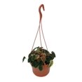 thumbnail image 2 of Orange Crush Ripple Peperomia - 6" Hanging Basket, 2 of 2