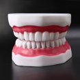 thumbnail image 4 of Modelo de dientes humanos Yuxing 6 veces con cepillo de dientes color rosa carne, 4 of 5