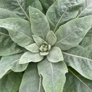 Plant Good Seed Mullein Seeds: Yellow Flowers, Green Leaves for Herbal Tea, Full Sun Easy Biennial
