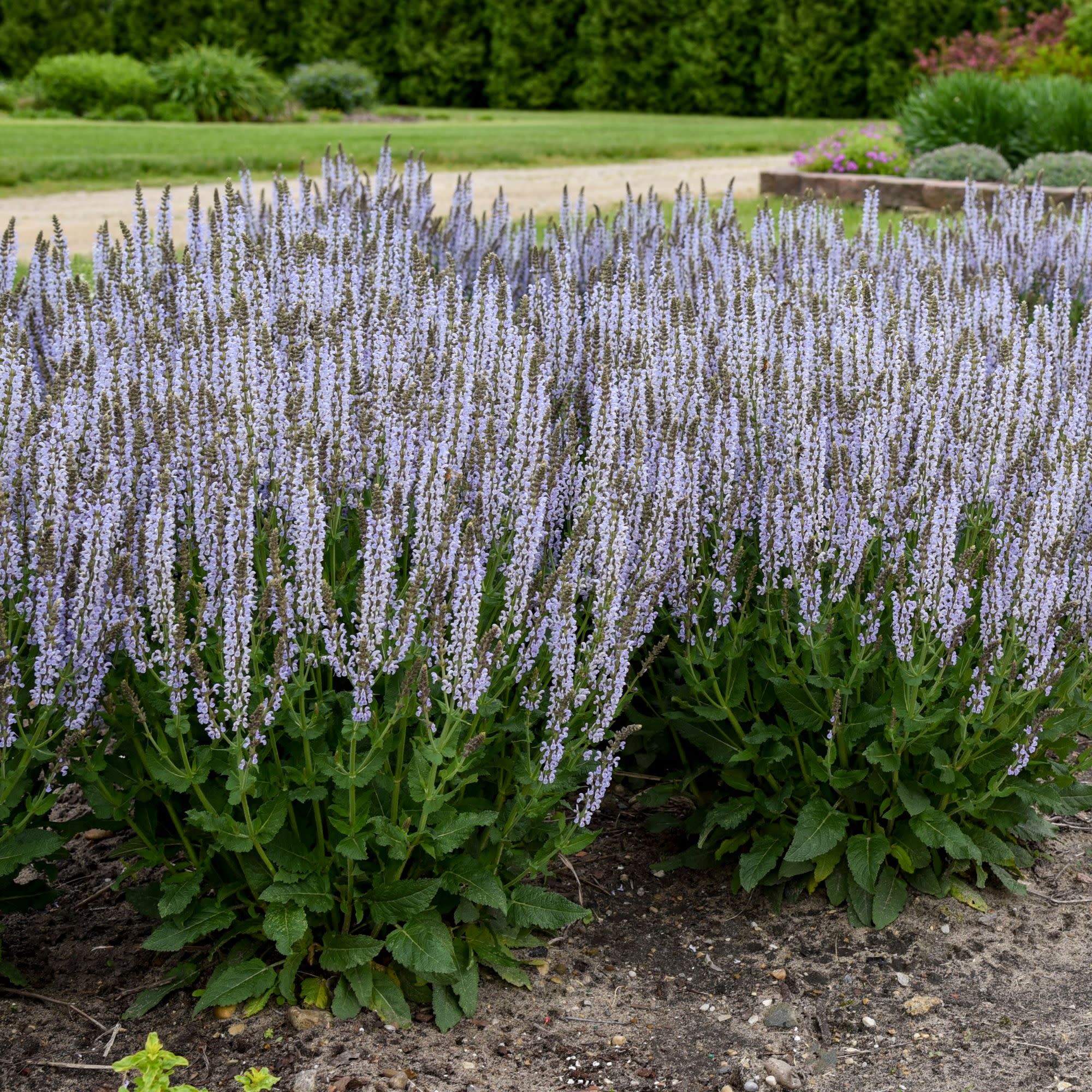 Proven Winners 6" Blue Profusion 'Perfect Profusion' Perennial Salvia Live Plant in 6.5" Pot