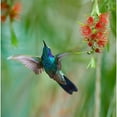 thumbnail image 3 of Fitzharris, Tim 20x20 Black Modern Framed Museum Art Print Titled - Green Violet T-Ear Hummingbird, 3 of 5