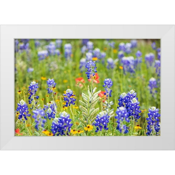Wilson, Emily M. 14x11 White Modern Wood Framed Museum Art Print Titled - Llano-Texas-USA-Bluebonnet and other wildflowers in the Texas Hill Country