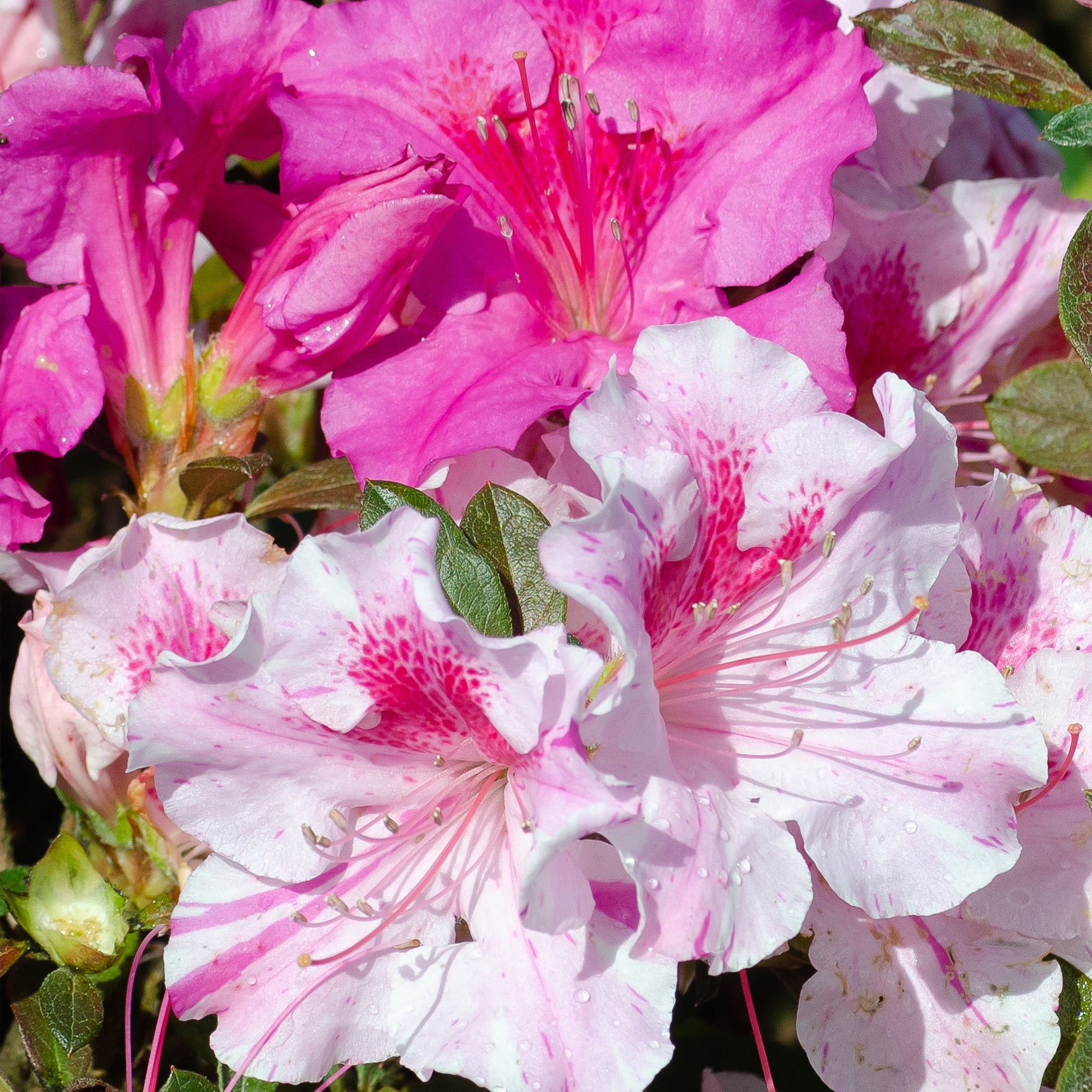Encore Azalea Autumn Twist Live Shrub (2 Gallon)