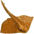 thumbnail image 1 of 24 Stingray (patín común) Sunny Toys Inc NP8127, 1 of 1