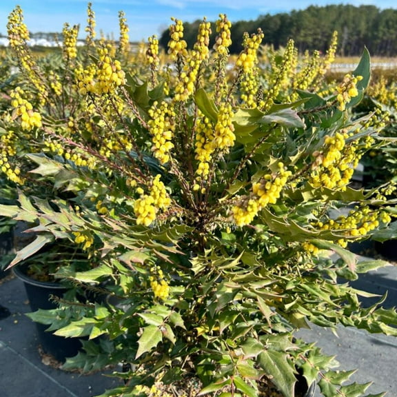 GoBuyPlants Mahonia Winter Sun - 3 Gal
