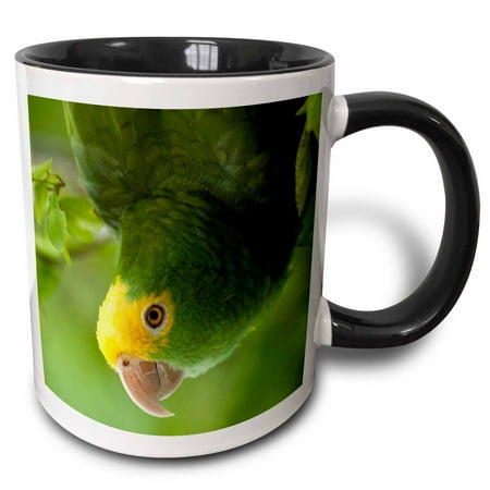 - 3dRose Yellow-headed Amazon Parrot, Tropical bird, Belize - SA02 POX0118 - Pete Oxford - Two Tone Black Mug, 11-ounce