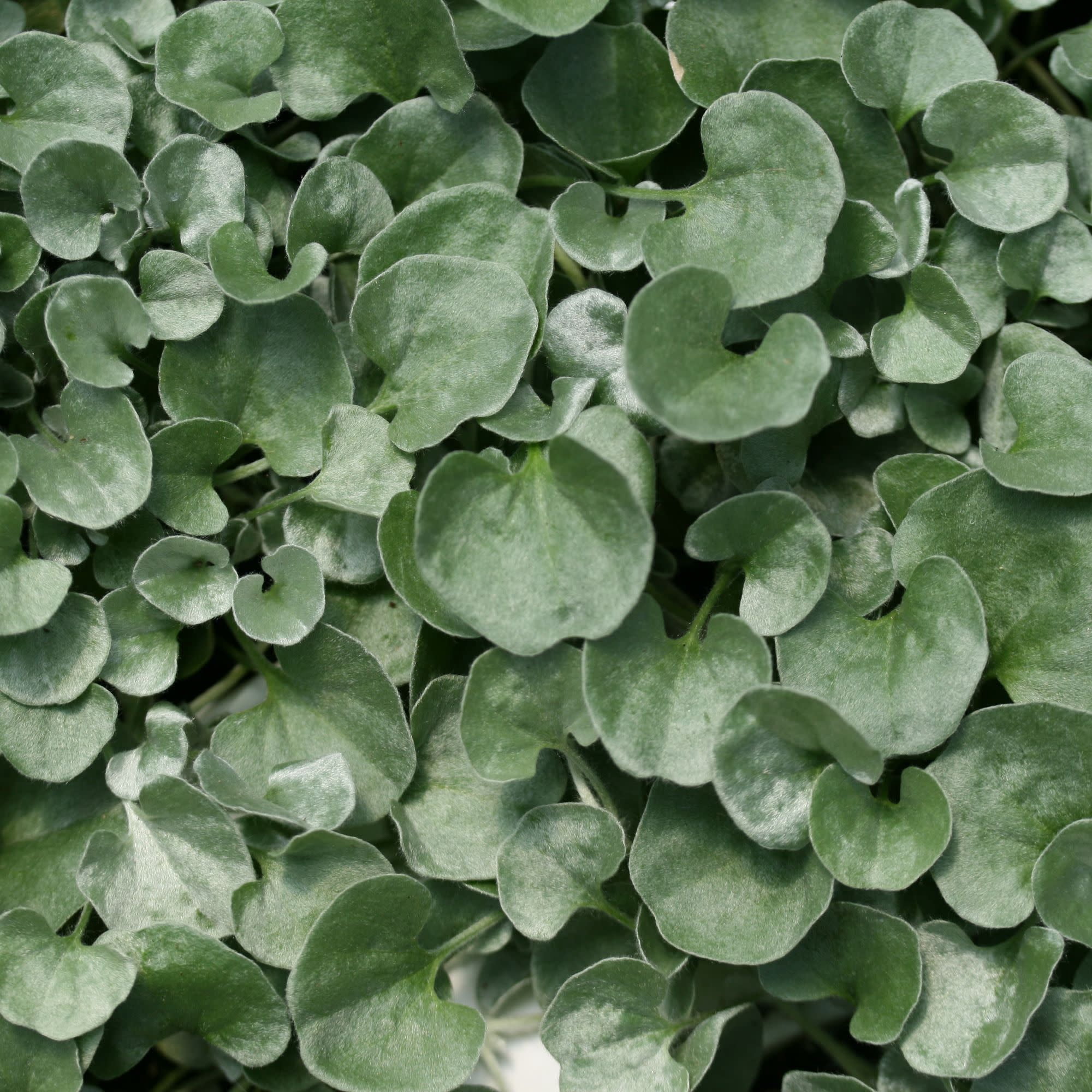 Proven Winners 4" Gray Silver Falls Silver Ponysfoot Live Plant in 4.25" Pot (4 Count)