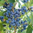 thumbnail image 3 of Ka-Bluey Blueberry Dormant Jumbo Bare Root Starter Fruit Bearing Plant, 1-Pack, 3 of 3