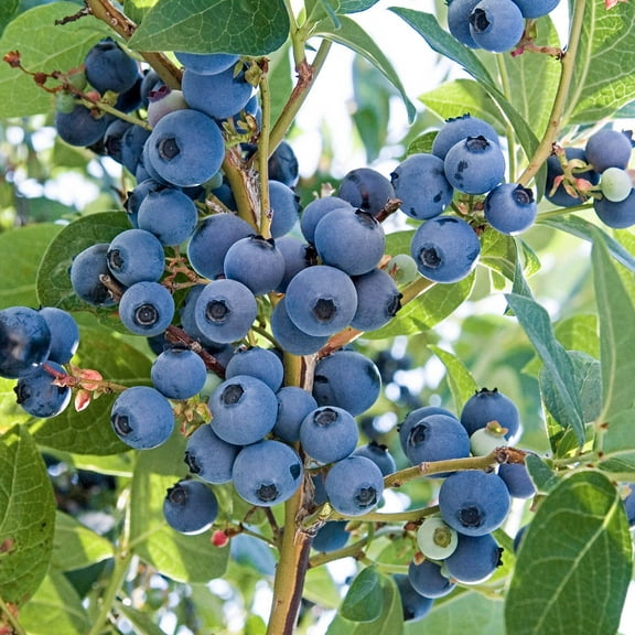 Ka-Bluey Blueberry Dormant Bare Root Fruit Bearing Plant (1-Pack)