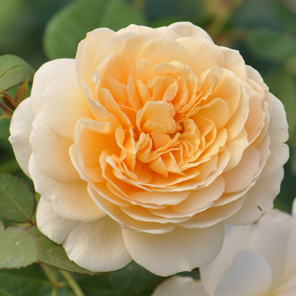 Heirloom Roses Rose Bush - Teasing Georgia™ David Austin , Yellow Live Rose Plant