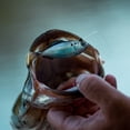 thumbnail image 2 of 6th Sense – Masterclass Pre-Rigged Panorama Swimbait – Pre-Rigged Soft Plastic Swimbait with Hook & Weight – Multiple Realistic Swimming Action, 2 of 3