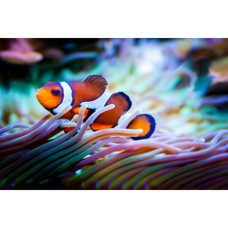 LAMINATED POSTER Reef Sea Aquarium Fish Nemo Clownfish Exotic Poster Print 24 x