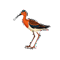 thumbnail image 6 of Realistic Bird Theme Stickers, Waterproof Bird Theme Sticker for Water Bottle Laptop Phone Cases Planner Skateboard Luggage Helmet Party Favor Decor, Ideal for Adults Teens Teacher Rewards, 6 of 8