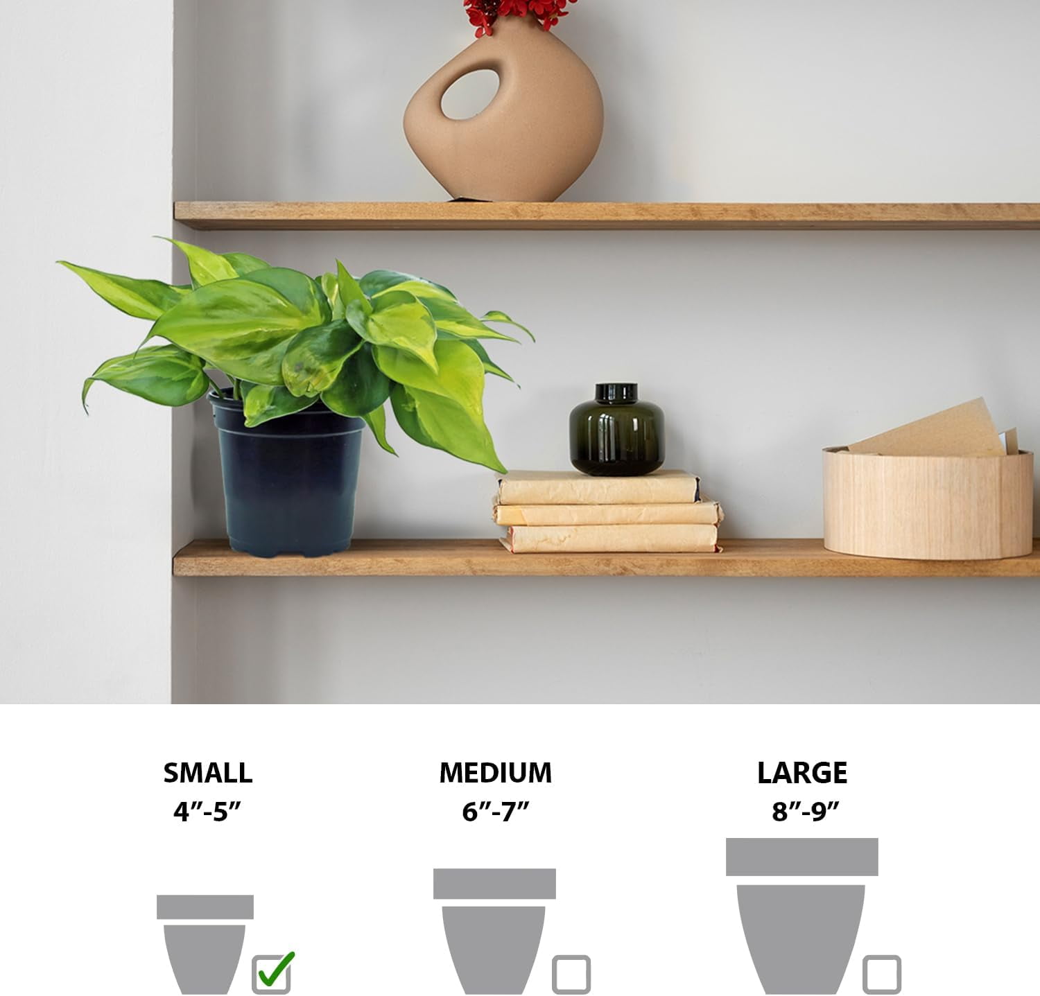 4 Pack Live Brazilian Philodendron, Variegated Philodendron, Trailing Indoor Potted Plant, Fully Rooted Air Purifier, Christmas Gift, Easy to Grow Houseplant in 4" Pot