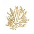 thumbnail image 3 of Wild Apple Portfolio 15x18 Black Modern Framed Museum Art Print Titled - Pacific Sea Mosses I Gold, 3 of 5