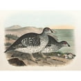 thumbnail image 3 of Daniel Giraud Elliot 18x14 Black Modern Framed Museum Art Print Titled - Arctic Sharp Tailed Grouse (1865), 3 of 5