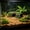 green-C, variant on Artificial Tree House Cave for Reptiles – Turtle Rock Hideout & Basking Terrace, Aquarium Fish Hide Cave Decoration with Safe Plastic, Reptile Hideout Nest Habitat, Aquarium Tank Accessory