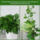 thumbnail image 4 of 60 piezas de clips de fijación de pared para plantas trepadoras con 60 piezas de pegatinas adhesivas acrílicas, clips de fijación invisibles para enredaderas de pared, gancho autoadhesivo P, 4 of 5