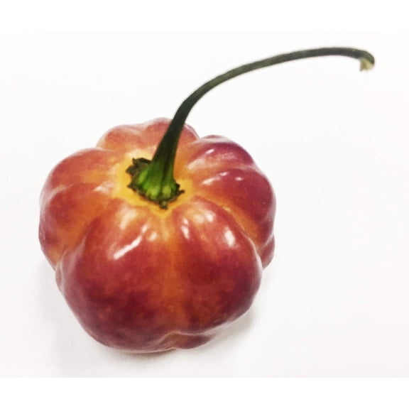 Sunset Peach CGN 21500 Hot Pepper Premium Seeds Packet