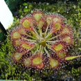 thumbnail image 1 of 10 CARNIVOROUS SUNDEW PLANT Drosera Flower Seeds, 1 of 3