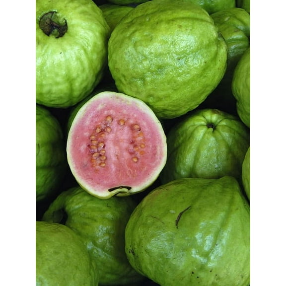 Pink Guava Plant Psidium Guajava - Live Plant