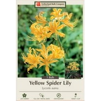 Yellow Spider Lily Bulb - Lycoris aurea - Surprise Lily - 10/12 cm - 1 Bulb