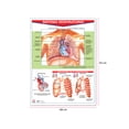 thumbnail image 2 of Póster Sistema Respiratorio Educatodo B-0021-I, 2 of 2