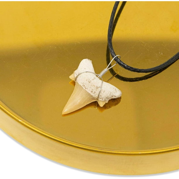 Real shark tooth necklace for guys new arrivals