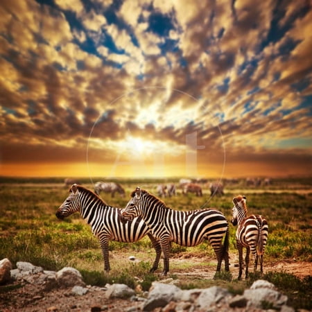 African Safari Wall Art Zebras Herd on Savanna at Sunset, Africa. Safari in Serengeti, Tanzania Print Wall Art By Michal Bednarek ()