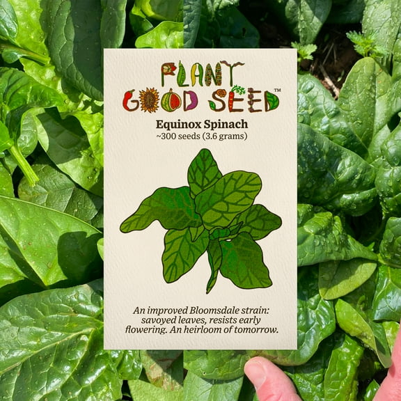 Plant Good Seed Equinox Spinach Seeds: Full Sun USDA Organic Heirloom Cold Hardy Non-GMO USA Grown