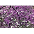 thumbnail image 2 of Jones, Adam 18x13 Black Ornate Wood Framed with Double Matting Museum Art Print Titled - Flowering dogwood tree and distant Eastern redbud-Kentucky, 2 of 4