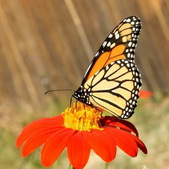 Mexican Torch Sunflower Seeds/Annual/Full Sun/660 Seeds 1/4 oz/Zellajake Farm and Garden - B347